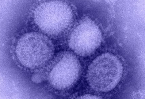 influenza_virus.png